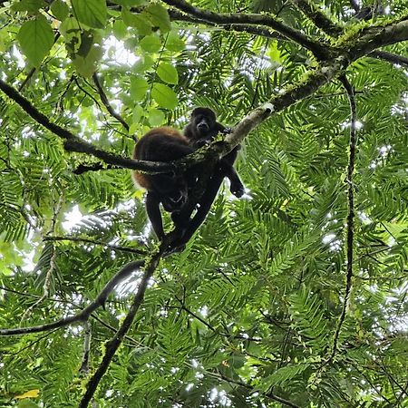 Hotel Bewak Cr Tortuguero Zewnętrze zdjęcie