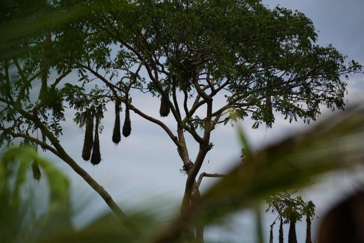 Hotel Bewak Cr Tortuguero Zewnętrze zdjęcie